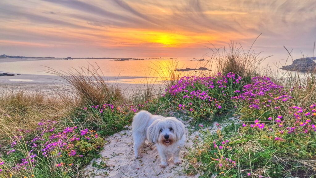 chien animaux bienvenus villa vacances Bretagne bord de mer Finistère jardin clôturé haie grillage plage dog friendly GR34 sentier côtier, dog pets welcome holiday villa Brittany seaside France enclosed garden hedge fence dog friendly beach GR34 coastal path, Hund Haustiere willkommen Ferienhaus Bretagne Meerseite eingezäunter Garten hundefreundlicher Strand GR34 Küstenpfad