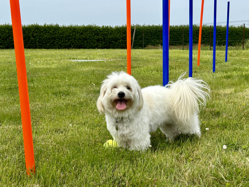 chien animaux bienvenus villa vacances Bretagne bord de mer Finistère jardin clôturé haie grillage plage dog friendly GR34 sentier côtier, dog pets welcome holiday villa Brittany seaside France enclosed garden hedge fence dog friendly beach GR34 coastal path, Hund Haustiere willkommen Ferienhaus Bretagne Meerseite eingezäunter Garten hundefreundlicher Strand GR34 Küstenpfad