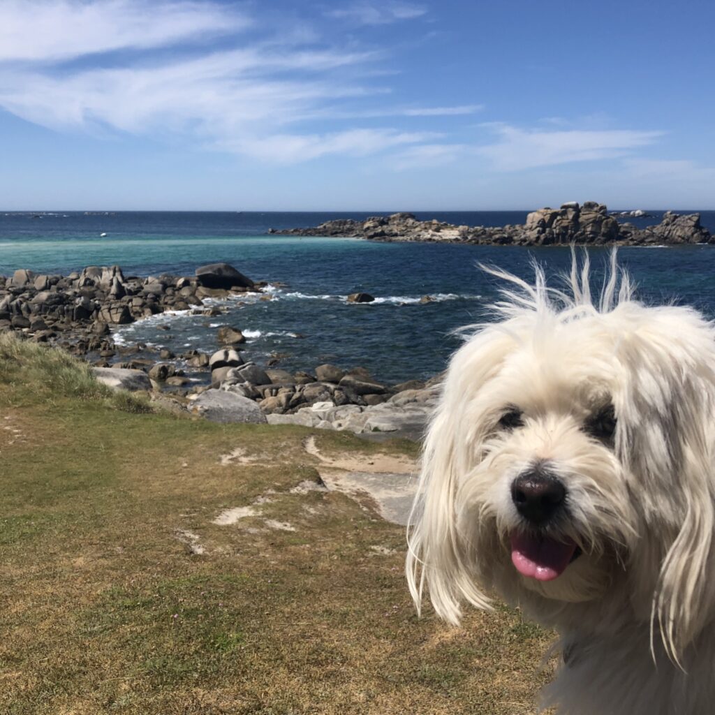 chien animaux bienvenus villa vacances Bretagne bord de mer Finistère jardin clôturé haie grillage plage dog friendly GR34 sentier côtier, dog pets welcome holiday villa Brittany seaside France enclosed garden hedge fence dog friendly beach GR34 coastal path, Hund Haustiere willkommen Ferienhaus Bretagne Meerseite eingezäunter Garten hundefreundlicher Strand GR34 Küstenpfad