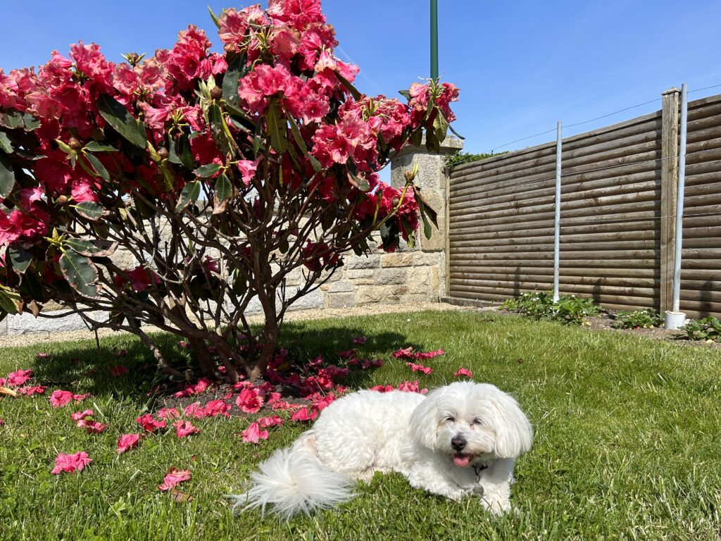 chien animaux bienvenus villa vacances Bretagne bord de mer Finistère jardin clôturé haie grillage plage dog friendly GR34 sentier côtier, dog pets welcome holiday villa Brittany seaside France enclosed garden hedge fence dog friendly beach GR34 coastal path, Hund Haustiere willkommen Ferienhaus Bretagne Meerseite eingezäunter Garten hundefreundlicher Strand GR34 Küstenpfad