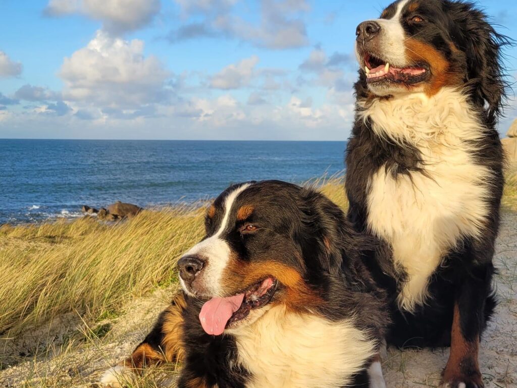chien animaux bienvenus villa vacances Bretagne bord de mer Finistère jardin clôturé haie grillage plage dog friendly GR34 sentier côtier, dog pets welcome holiday villa Brittany seaside France enclosed garden hedge fence dog friendly beach GR34 coastal path, Hund Haustiere willkommen Ferienhaus Bretagne Meerseite eingezäunter Garten hundefreundlicher Strand GR34 Küstenpfad