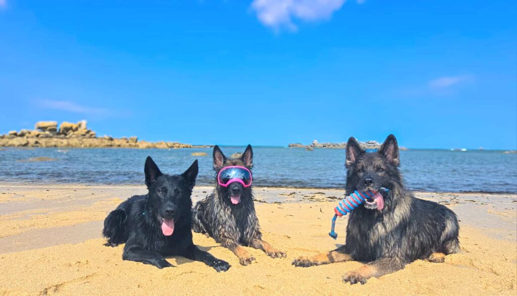 chien plage sable blanc dog friendly Bretagne Finistère Cléder Plouescat Roscoff vacances bord de mer sentier côtier GR34 balade, dog white sand beach dog friendly Brittany France Cléder Plouescat Roscoff seaside holiday coastal path GR34 walk, Hund weißer Sandstrand hundefreundlich Bretagne Cléder Plouescat Roscoff Meerurlaub Küstenpfad GR34 Spaziergang